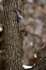 Obraz premium squirrel on a tree