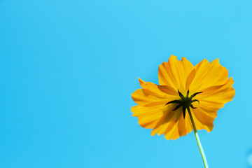 Yellow cosmos flower blooming whit blue sky