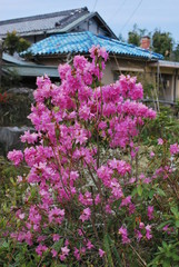 Fototapeta na wymiar 満開のヨシノサクラ、桜の仲間では真っ先に咲くので庭園では存在感を誇るのです。
