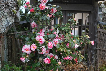 Fototapeta na wymiar 庭の垣根で咲き誇る八重椿、鮮やかに紅白が明るく彩る。