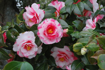満開の八重椿、早春を鮮やかに白い地に赤色の大輪の花がありがとうございました。鮮やか。