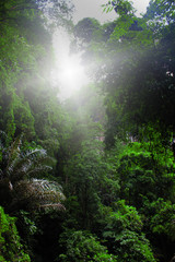 Fototapeta premium forest with ray of light