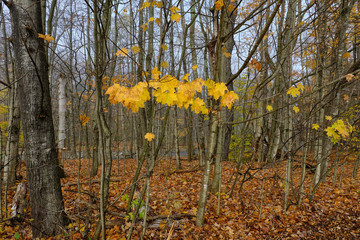 Red and yellow leaves in the Vermont Forest after evening rain on a misty and foggy morning