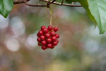 紅いサネカズラの実