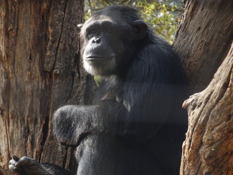 Gorilla on a tree