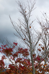 (山梨県ｰ風景)山中湖畔の紅葉する木々２