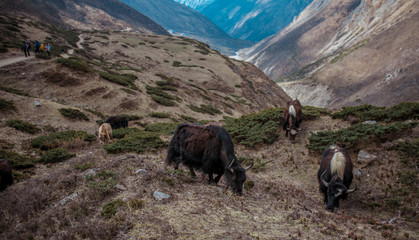 Annapurna Circuit trek. Nepali Himalayas.