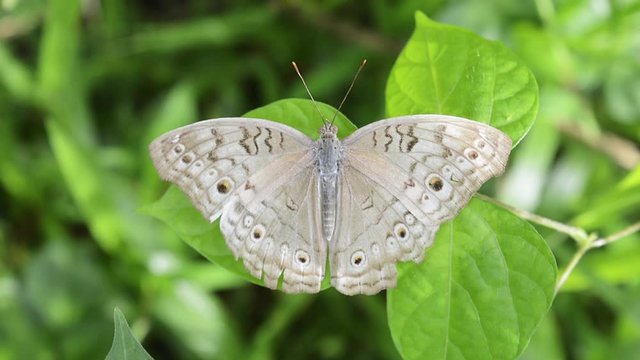 Beautiful white butterfly on green leaves