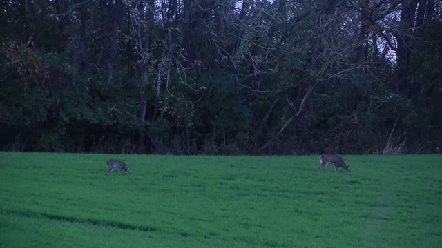 Whitetail deer grazing