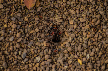 hormigas trabajando