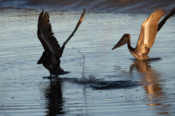 pelican diving on marsh