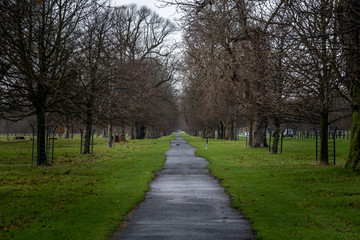 Perspective view of a park pathway where people trek and run, with irregular path shaped by green grass and surrounded by leafless trees in winter. Concept of tranquility, relax and fitness.