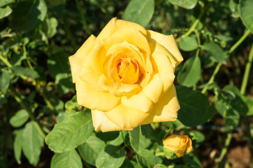 Yellow rose in the garden