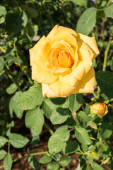 Yellow rose in the garden