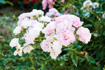 Pink rose in the garden