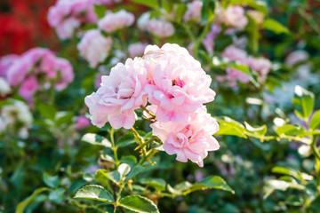 Pink rose in the garden