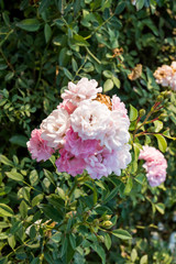 Obraz na płótnie Canvas Pink rose in the garden