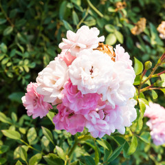 Pink rose in the garden