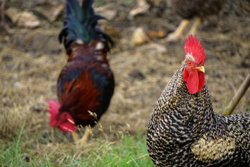 Famous denizli hen rooster crowing and roaming on the field