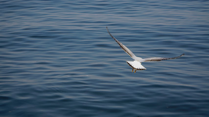 Beautiful white seagulls stunting on the sea