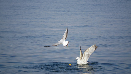 Beautiful white seagulls stunting on the sea