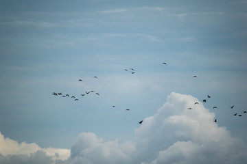 Bandada de pájaros emigrando, de fondo unas nubes tranquilas