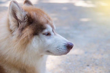 Parts of the face of a Siberian dog.happy muzzle Siberian husky. close up husky dog.The dog's fur is soft and supple.Selection focus.