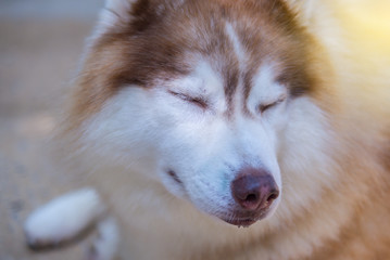 Parts of the face of a Siberian dog.happy muzzle Siberian husky. close up husky dog.The dog's fur is soft and supple.Selection focus.