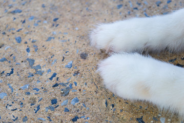 Fototapeta premium Parts of the body of a Siberian dog.happy muzzle Siberian husky. close up husky dog.The dog's fur is soft and supple.Selection focus.