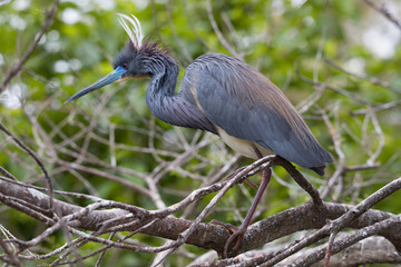 heron on a branch