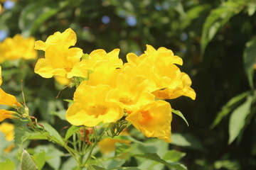 Yellow elder, Trumpetbush, Trumpetflower