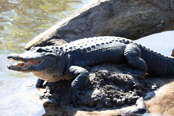 alligator on mud