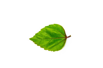 Green leaves  tropical rainforest foliage plant isolated on white background, clipping path included.