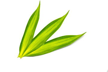 Obraz premium Green leaves tropical rainforest foliage plant isolated on white background, clipping path included.