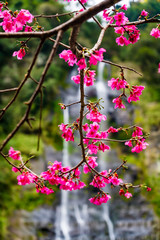 Taipei, Taiwan, Wulai cherry blossom landscape film