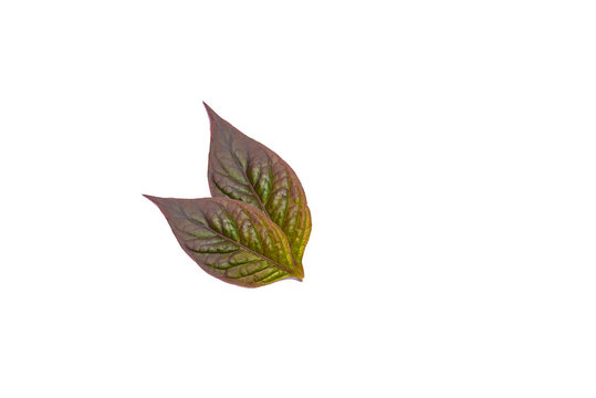 Purple  leaves  tropical rainforest foliage plant isolated on white background, clipping path included.