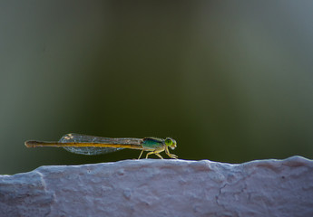 Portrait of a Damselfly