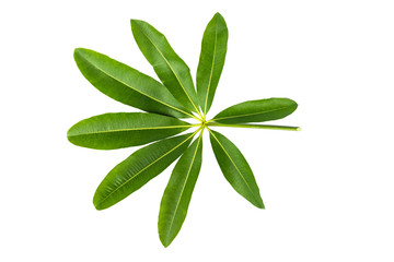 Green leaves  tropical rainforest foliage plant isolated on white background, clipping path included.