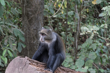 Blue Monkey