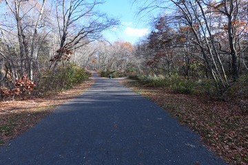 Autumn Trail in woods