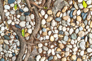 Gray white pebble floor with root backgrounds