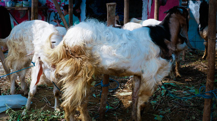 a mammal, called a goat