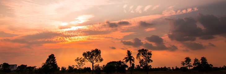 Fototapeta na wymiar Africa landscape with wildlife and sunset background. Safari theme