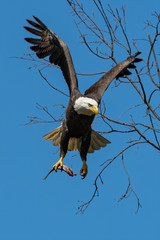An American Bald Eagle iflying with a fish.