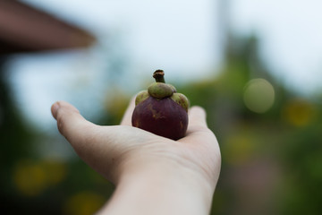 Tiny Mangosteen in My Hand