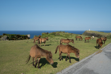 沖縄県与那国島　与那国馬と東崎灯台の景色