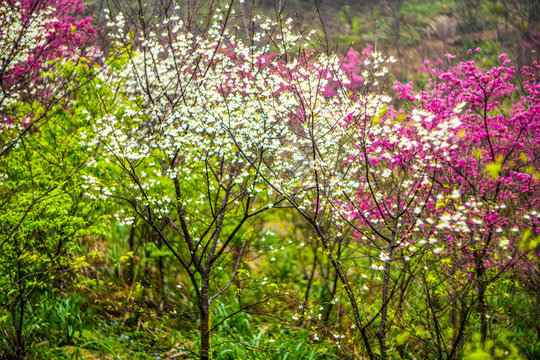 Taiwan Taipei Cherry Blossom Landscape Photo