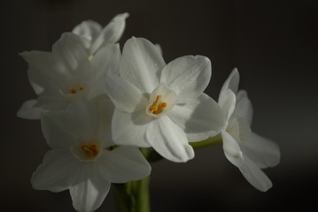 white flower isolated on black background