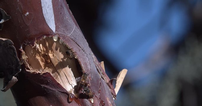 Bees milling about resin on cedar tree.