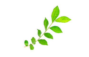 Very beautiful, fresh green leaves, Green leaf isolated on white background.